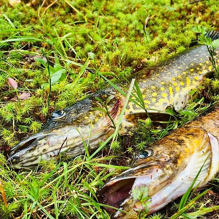 Dom wakacyjny Putkola Finland Imatra